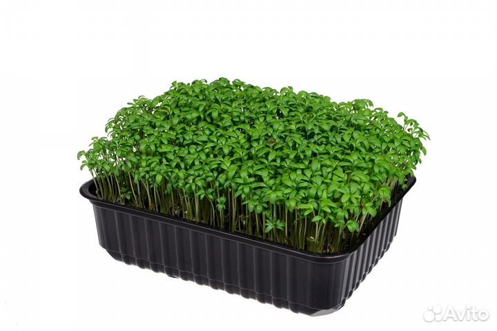 Микрозелень