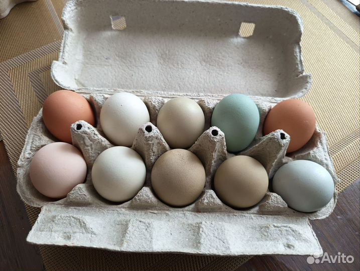 Инкубационное яйцо кур, индоуток