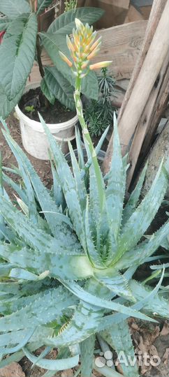 Цветок алоэ вера
