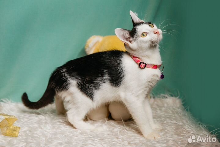 Котик в добрые руки