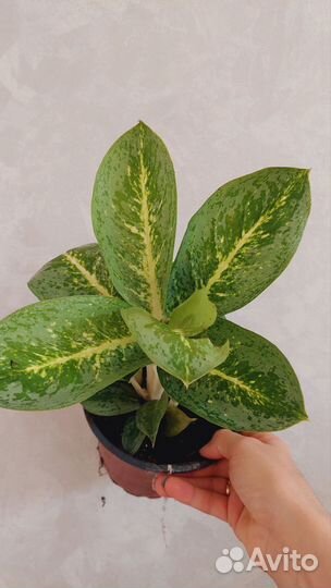 Калатеи разные сорта