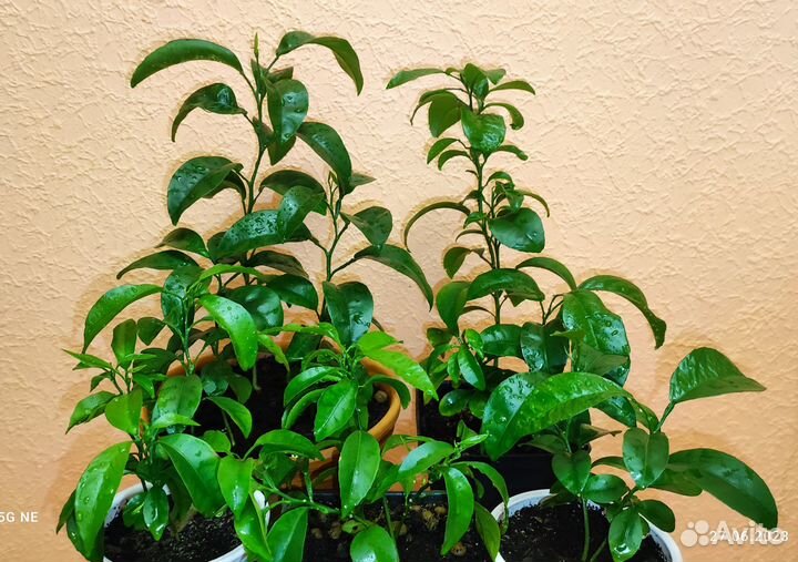 Мандариновое дерево