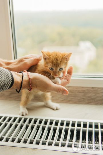 Котенок рыжий