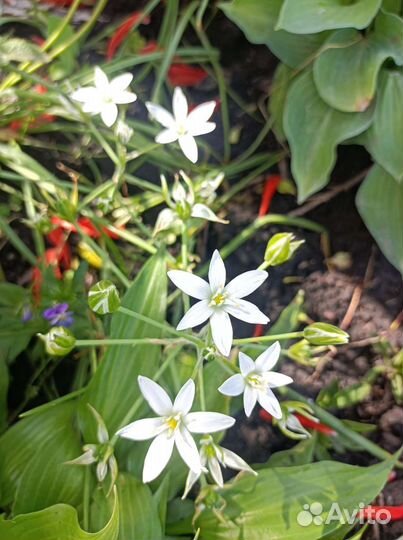 Огурцы. сорта: Герман,кураж,артист,меренга