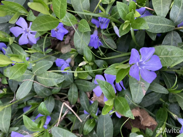 Барвинок ростки -почвопокровник