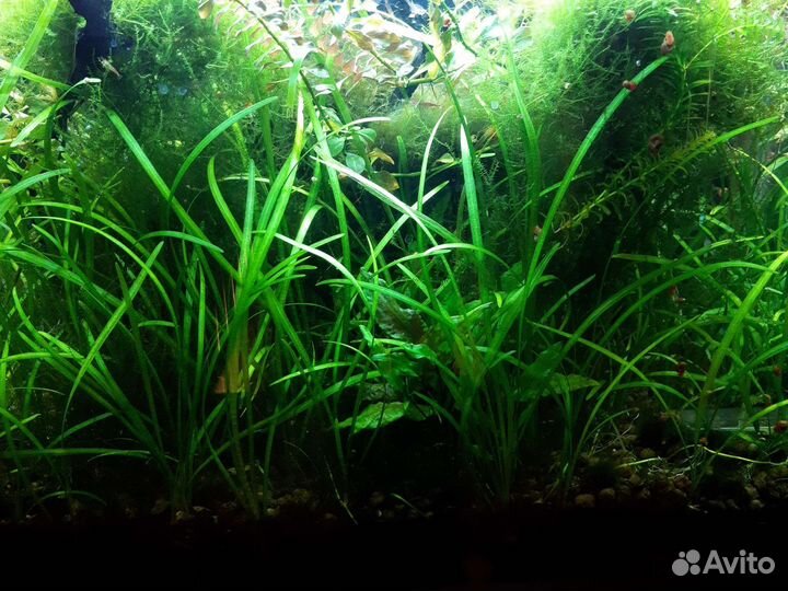 Растения для аквариума