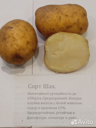 Семенной картофель Уника, Сынок, Лапоть почтой