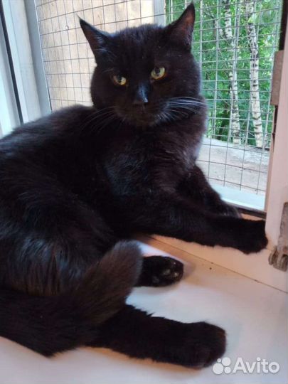 Кот в добрые руки