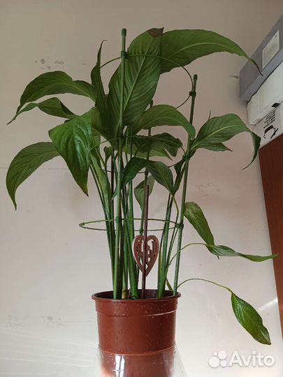 Спатифиллум.Лудизия.Алое