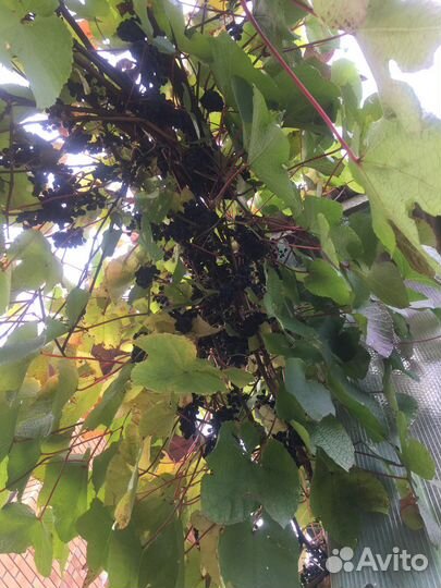 Саженцы винограда