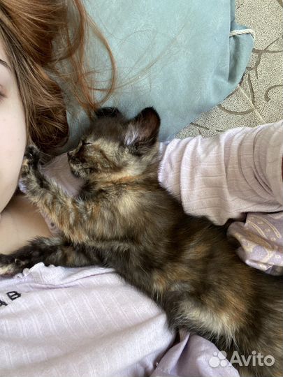 Отдам бесплатно в хорошие руки