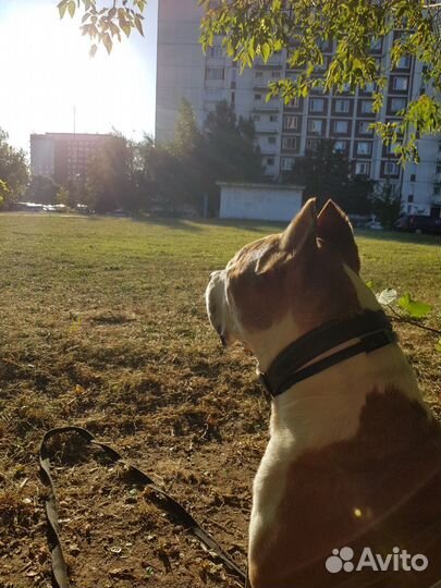 Кинолог зоопсихолог