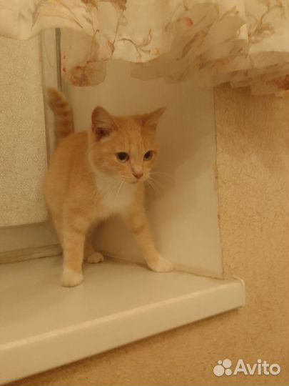 Рыжая кошечка