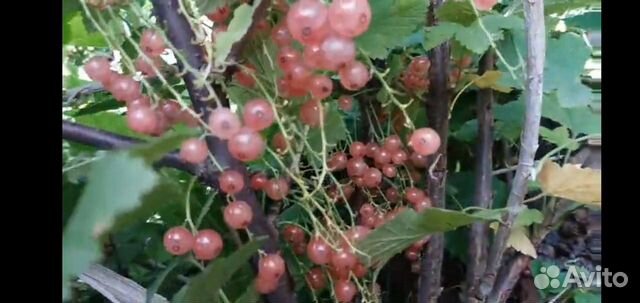 Розовая смородина