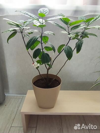 Клеродендрум