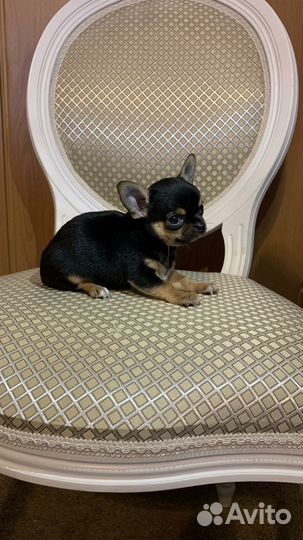 Щенки чихуахуа