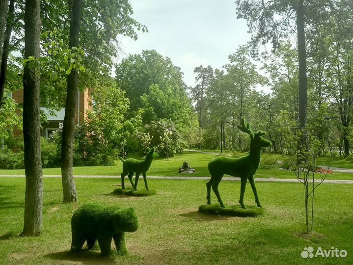 Рулонный газон на дачу под ключ