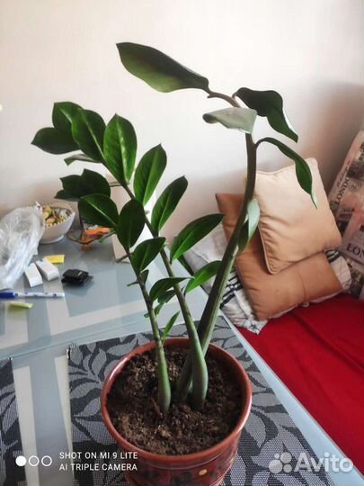 Замиокулкас комнатное растение