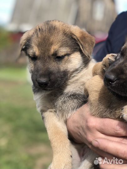 Щенки мальчики