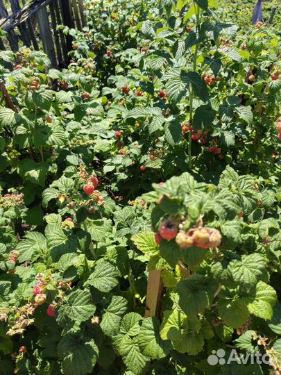 Саженцы малины