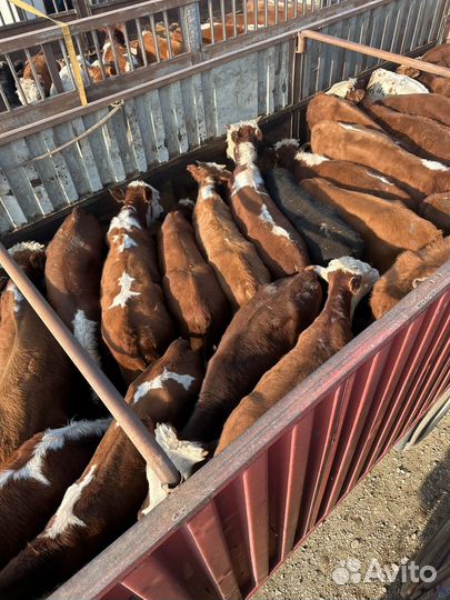 Бычки на откорм