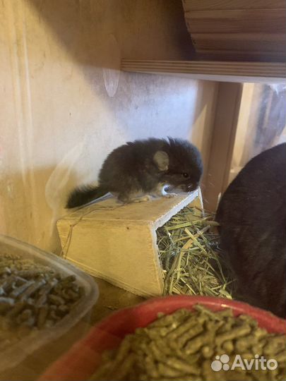 Шиншилла черный/коричневый жемчуг