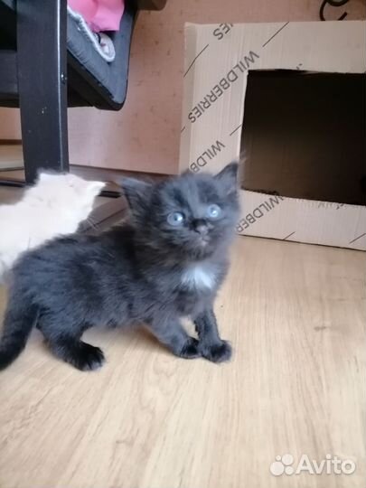 Котята пушистые
