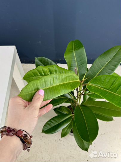 Фикус америка