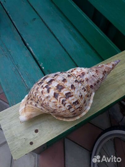 Морские ракушки