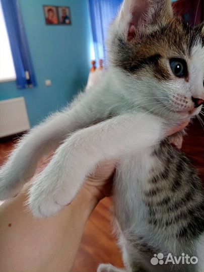 Котята в добрые руки. Метисы канадского сфинкса