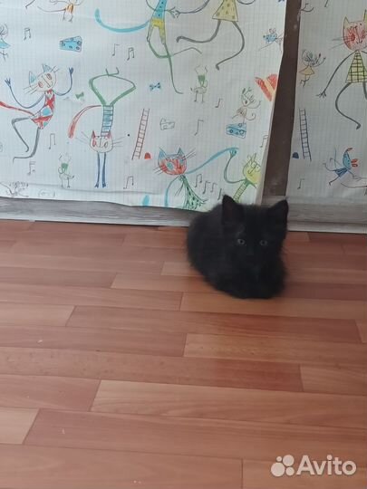 Кошка в дар
