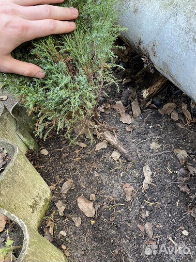 Можжевельник казацкий