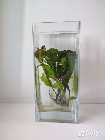 Аквариумное растение и Сачки для рыбок