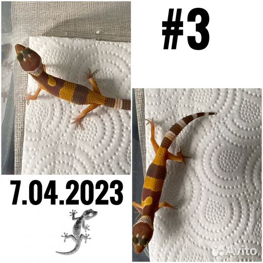 Эубливар малыши мальчики и девочки