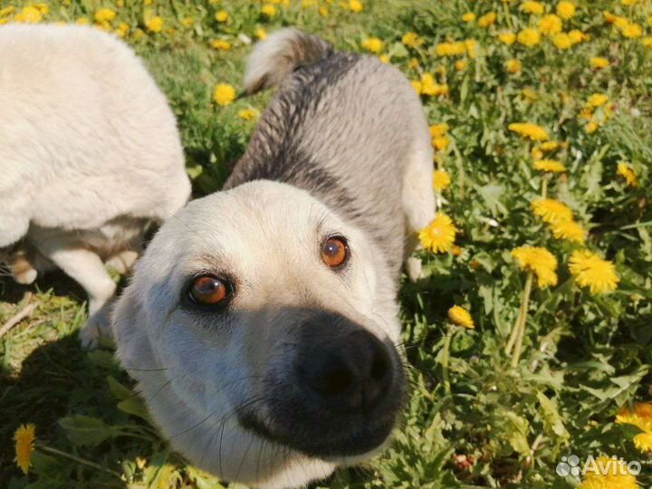 Собаки бесплатно в добрые руки щенки
