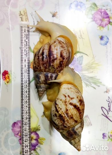 Улитки ахатины ретикулята Альбино