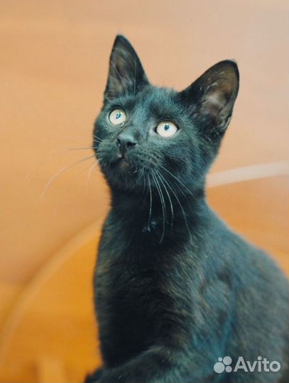 Черный котик