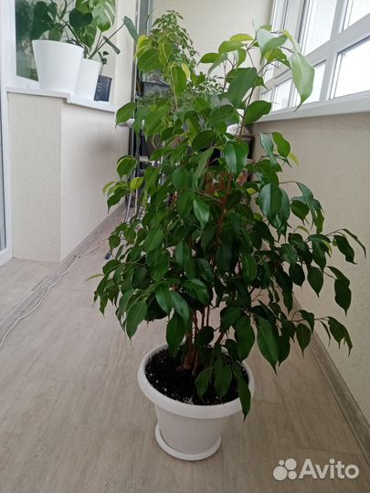 Фикус Бенджамина