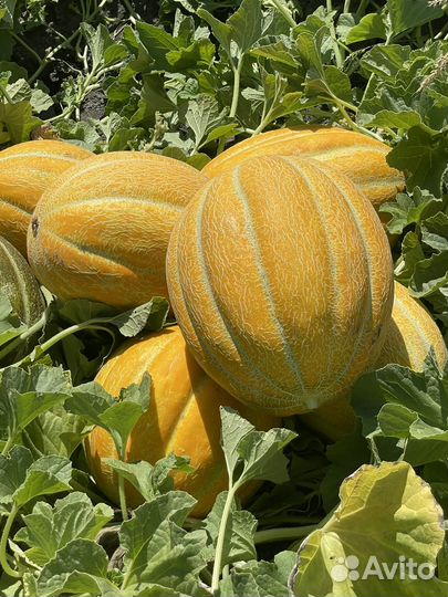 Дыня грунтовой