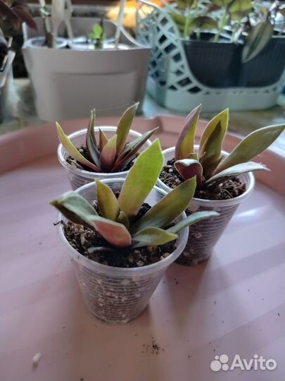 Суккуленты