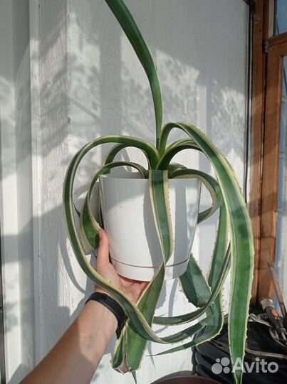 Агава,алоэ, растения