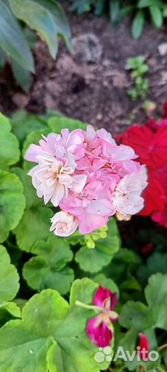 Пеларгония герань