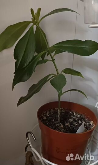 Растения комнатные