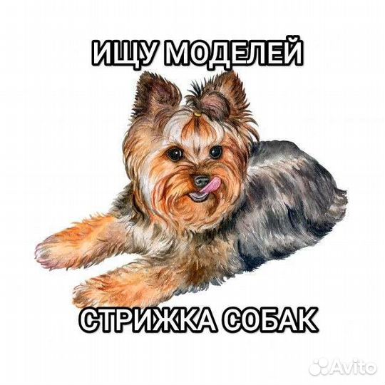 Стрижка собак, линька, ищу моделей на груминг