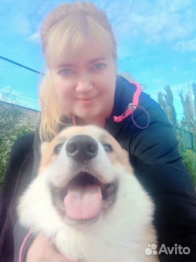 Груминг корги, грумер, стрижки собак и кошек