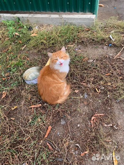 Рыжий котик