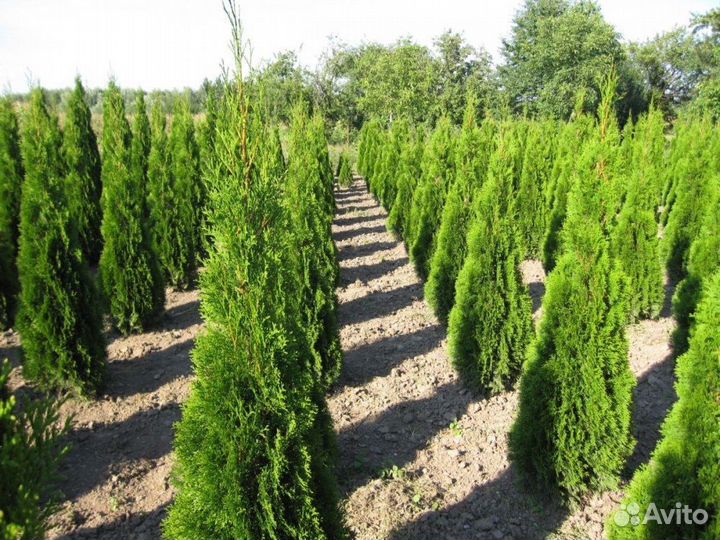 Шикарные Туи 1.83м Оптом Без Посредников