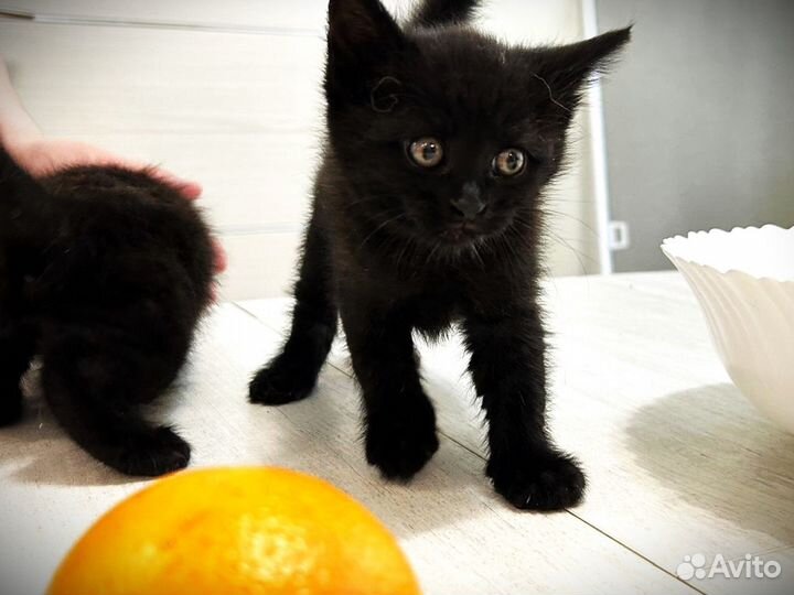 Черные котята крупные в дар