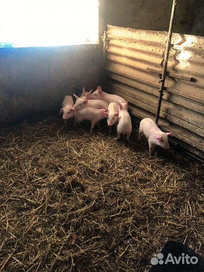 Поросята
