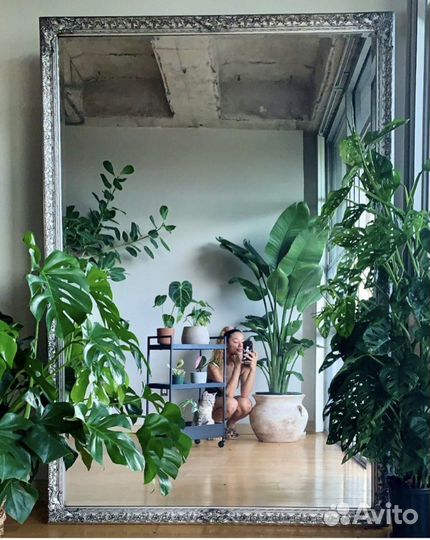 Экзотические растения